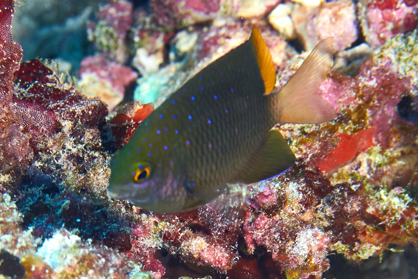 Damselfish - Jewel Damselfish