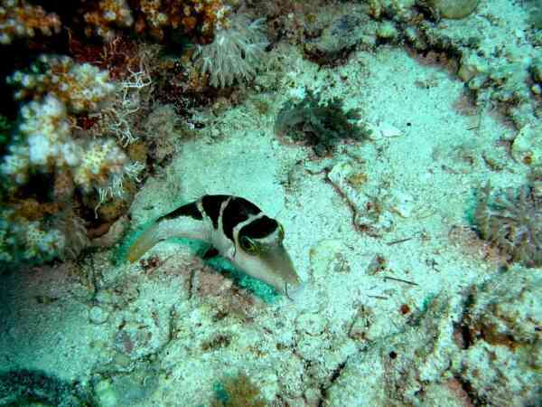 Pufferfish - Crowned Toby