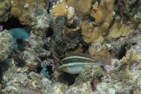 Parrotfish - Redband Parrotfish