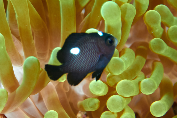 Damselfish - Threespot Dascyllus