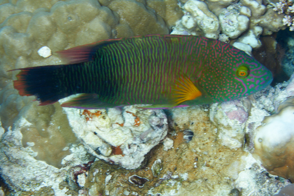 Wrasse - Tripletail Wrasse