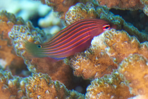 Wrasse - Sixline Wrasse