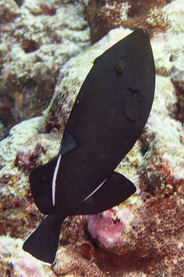 Triggerfish - Indian Triggerfish