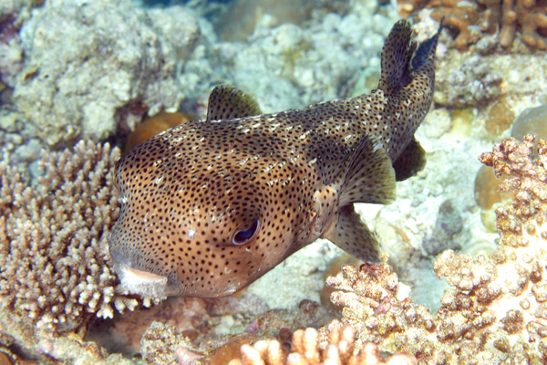 Porcupinefish - Porcupinefish