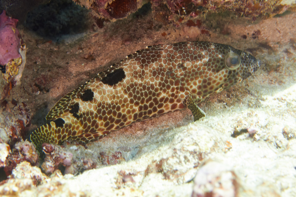 Groupers - Foursaddle Grouper