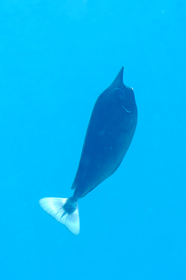 Surgeonfish - Spotted Unicornfish