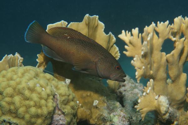 Groupers - Coney