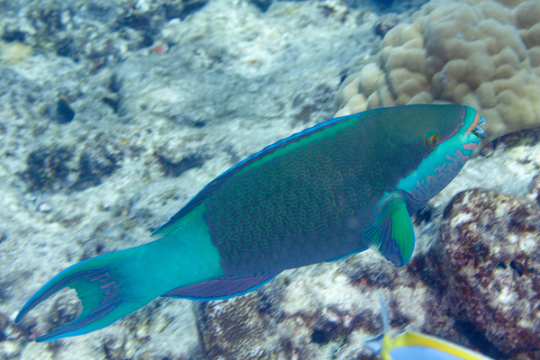 Parrotfish - Bridled Parrotfish