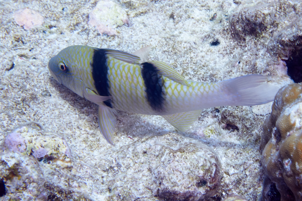 Goatfish - Doublebar Goatfish