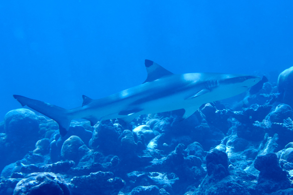 Sharks - Blacktip Reef Shark