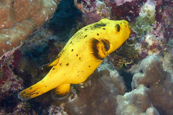 Pufferfish - Black-spotted Puffer