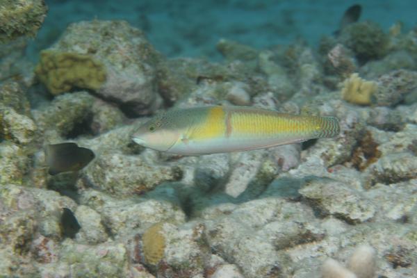 Wrasse - Yellowhead Wrasse