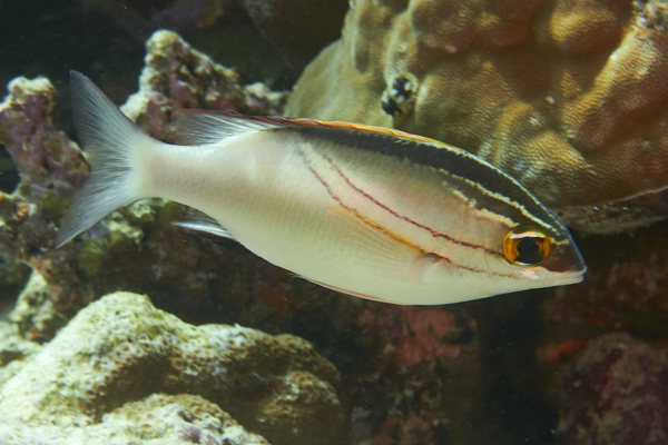 Breams - Two-lined Monocle Bream