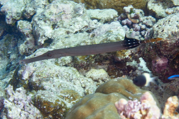 Trumpetfish - Golden Trumpetfish