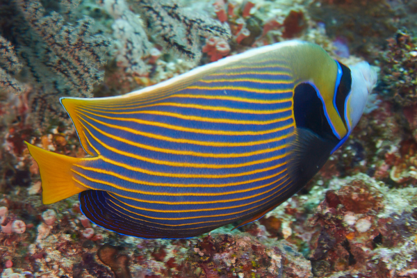 Angelfish - Emperor Angelfish