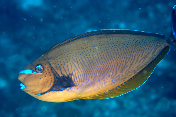 Surgeonfish - Bignose Unicornfish