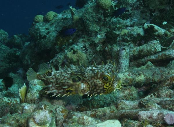 Porcupinefish - Web Burrfish