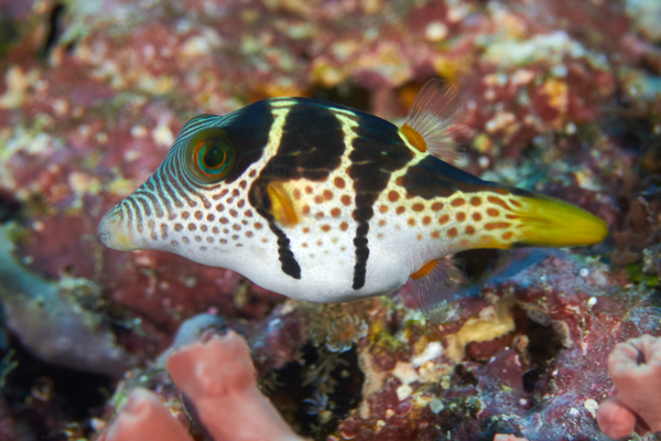 Pufferfish - Blacksaddled Toby