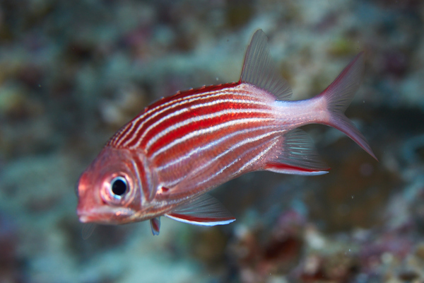 Squirrelfish - Crown Squirrelfish