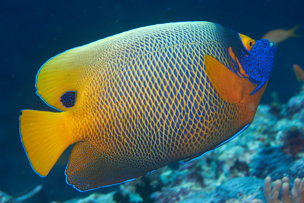 Angelfish - Blue-faced Angelfish