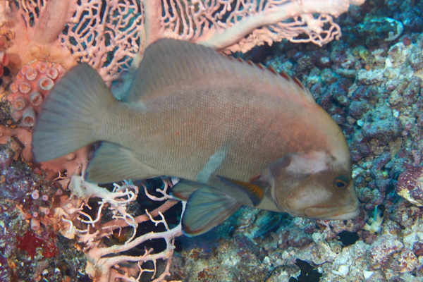 Groupers - Redmouth Grouper