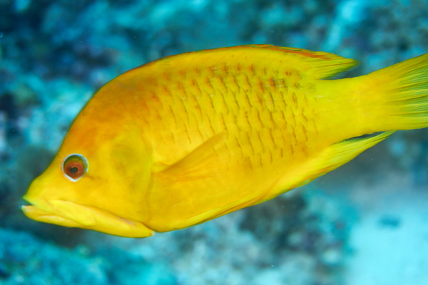 Wrasse - Slingjaw Wrasse