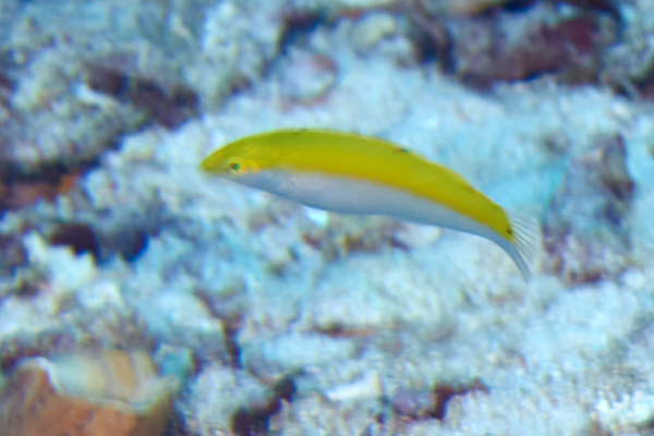 Wrasse - Canarytop wrasse