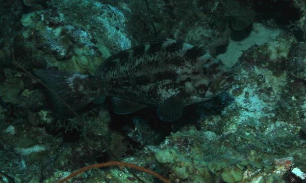 Seabasses - Yellowmouth Grouper