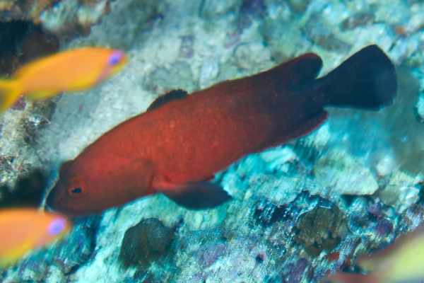 Groupers - Blackfin Rock Cod