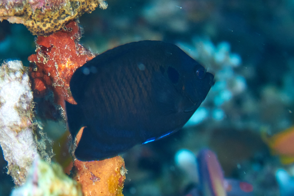 Angelfish - Dusky Angelfish