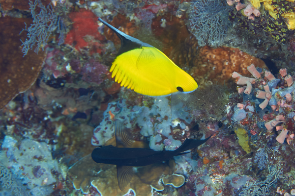 Butterflyfish - Big Longnose Butterflyfish