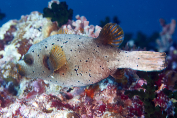 Pufferfish - Black-spotted Puffer