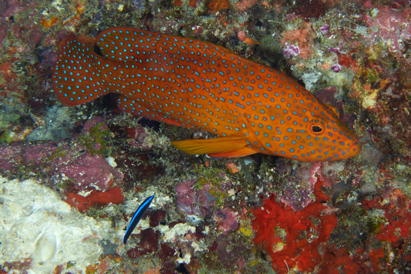 Groupers - Coral Grouper