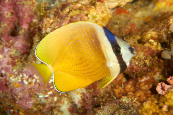 Butterflyfish - Sunburst butterflyfish