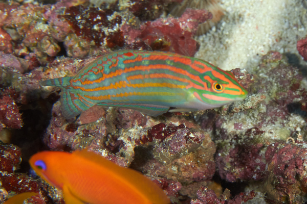 Wrasse - Adorned Wrasse