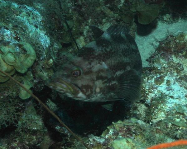 Seabasses - Yellowmouth Grouper