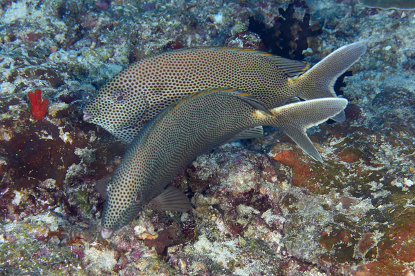 Rabbitfish - Stellate Rabbitfish