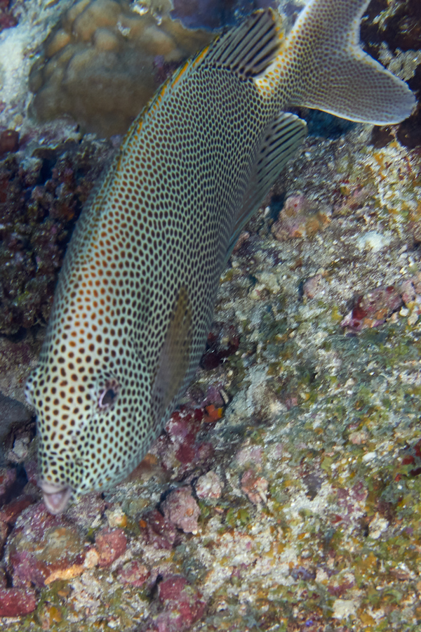 Rabbitfish - Stellate Rabbitfish