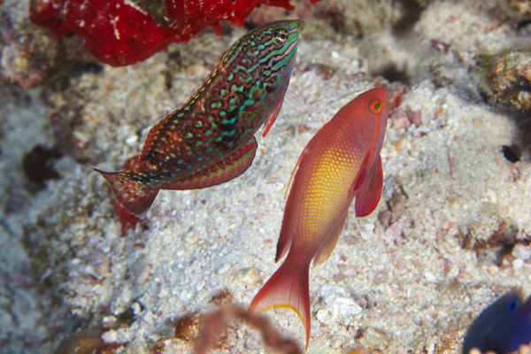 Wrasse - Rare Wrasse