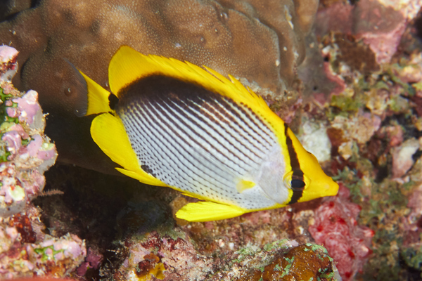 Butterflyfish - Black Backed Butterflyfish