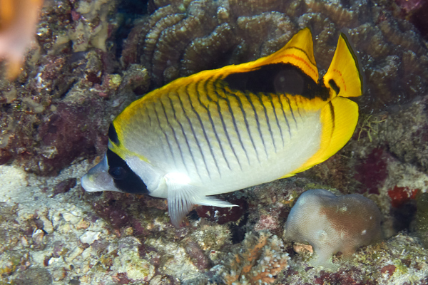 Butterflyfish - Spot-nape butterflyfish