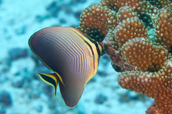 Butterflyfish - Triangle butterflyfish