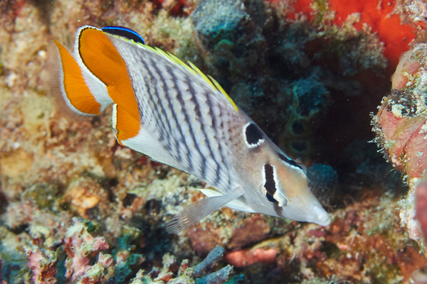 Butterflyfish - Seychelles Butterflyfish