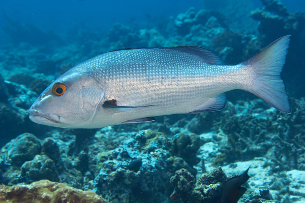 Snappers - Twinspot Snapper