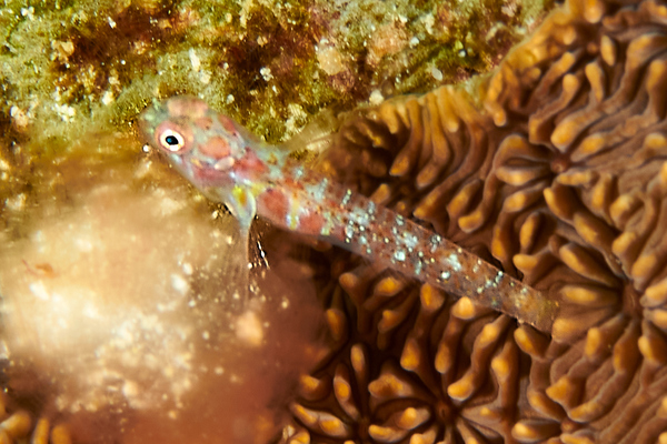 Gobies - Naude's pygmygoby