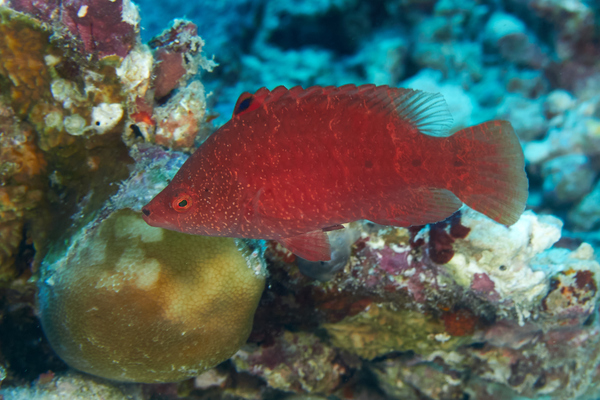 Wrasse - Snooty Wrasse