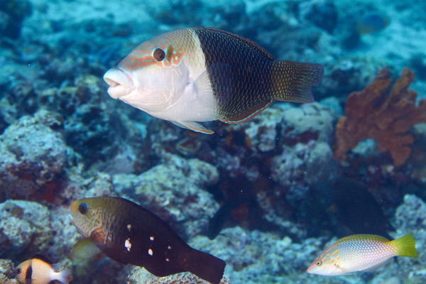 Wrasse - Blackedge Thicklip Wrasse