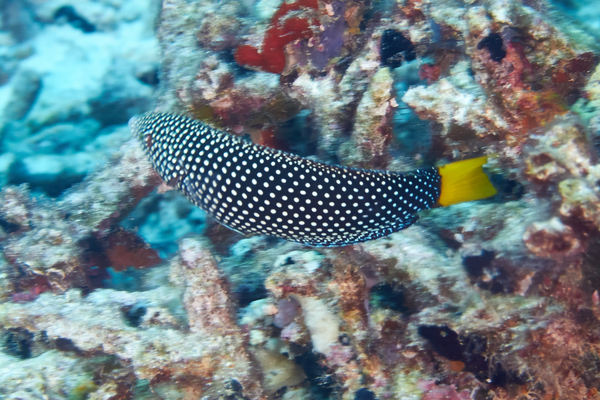 Wrasse - Yellowtail Wrasse