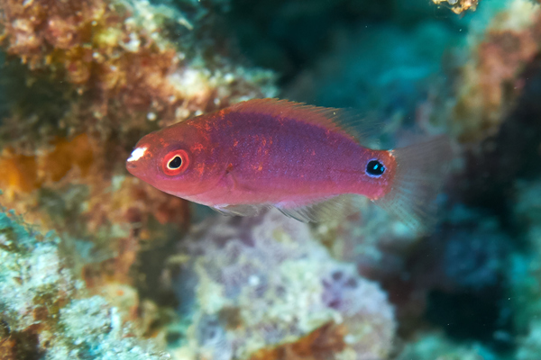 Wrasse - Exquisite Wrasse