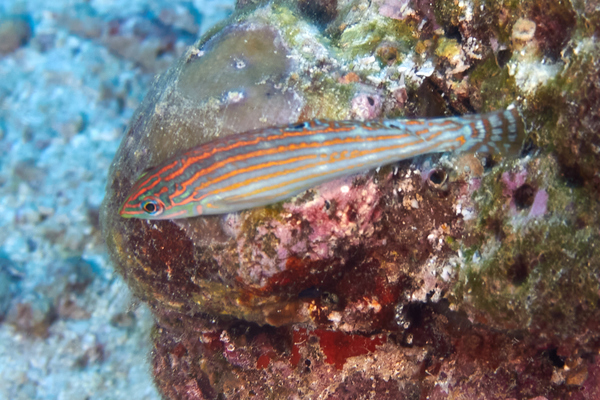 Wrasse - Adorned Wrasse